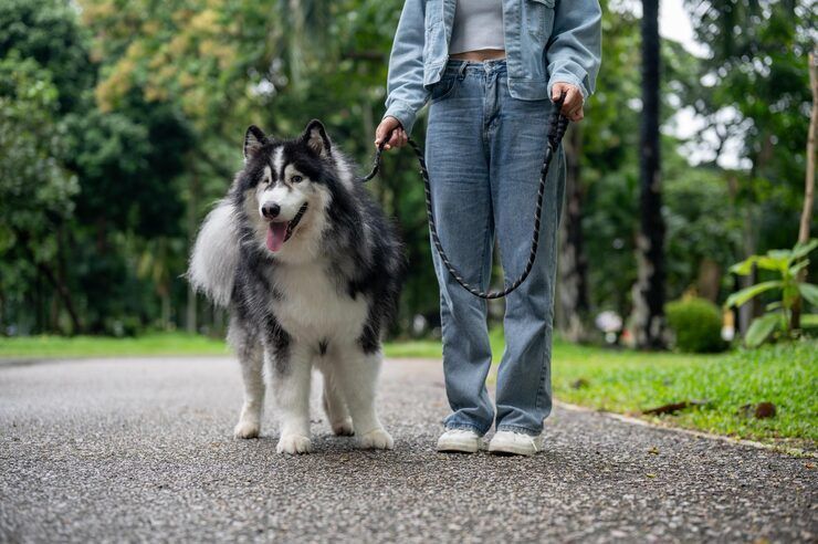 dog-walking-services-in-amritsar-big-0