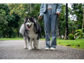 dog-walking-services-in-amritsar-small-0