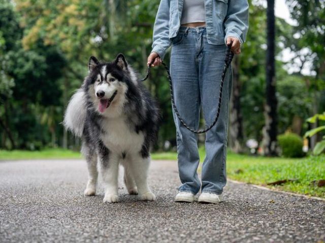 dog-walking-services-in-amritsar