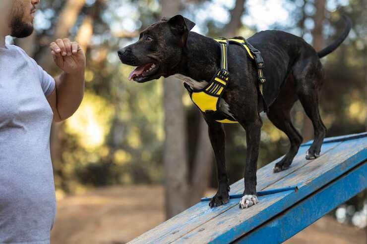 dog-trainer-in-faridabad-big-0