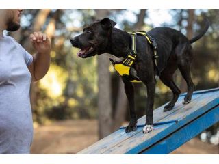 dog-trainer-in-faridabad-small-0