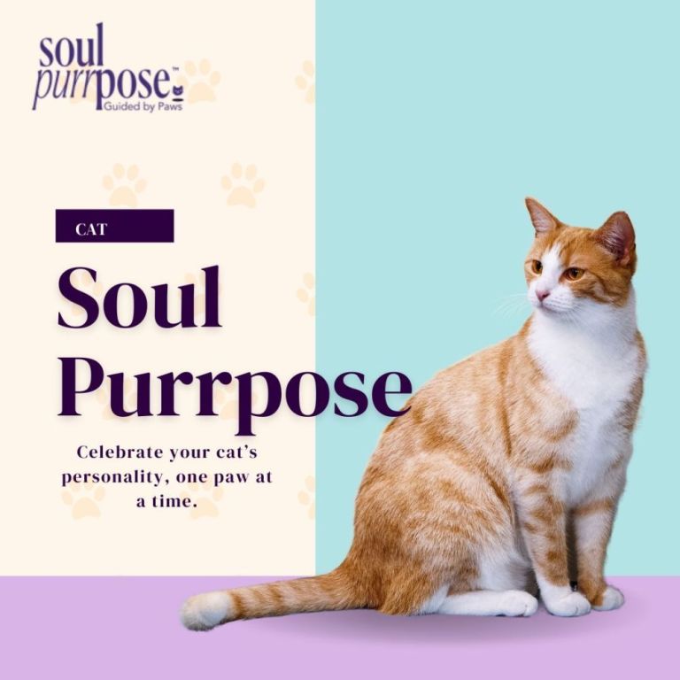 soul-purrpose-big-0