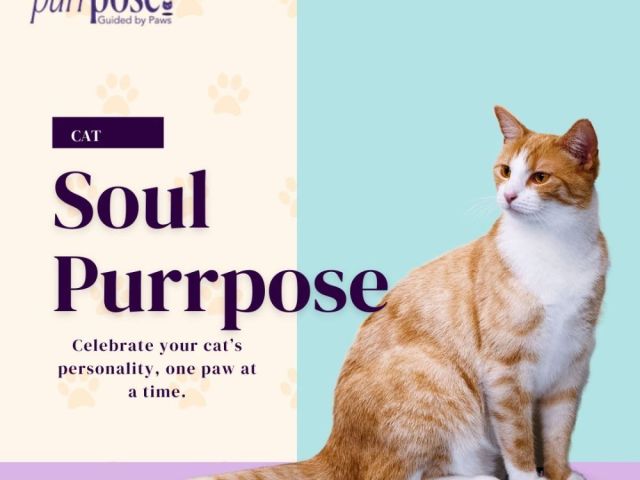 soul-purrpose
