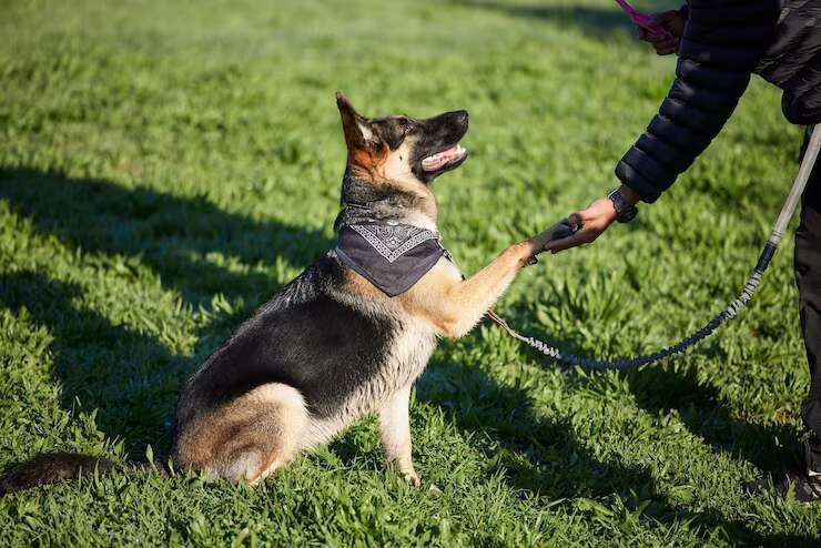 dog-trainer-in-amritsar-big-0