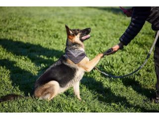 dog-trainer-in-amritsar-small-0