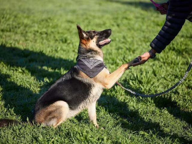 dog-trainer-in-amritsar