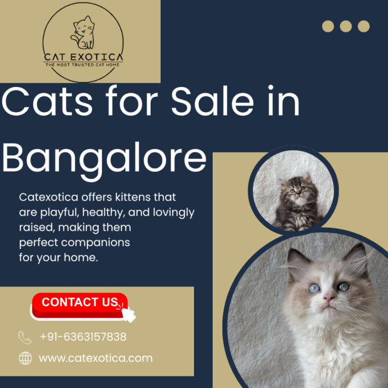 cat-in-bangalore-catexotica-big-0