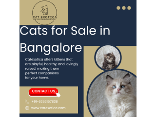 cat-in-bangalore-catexotica-small-0
