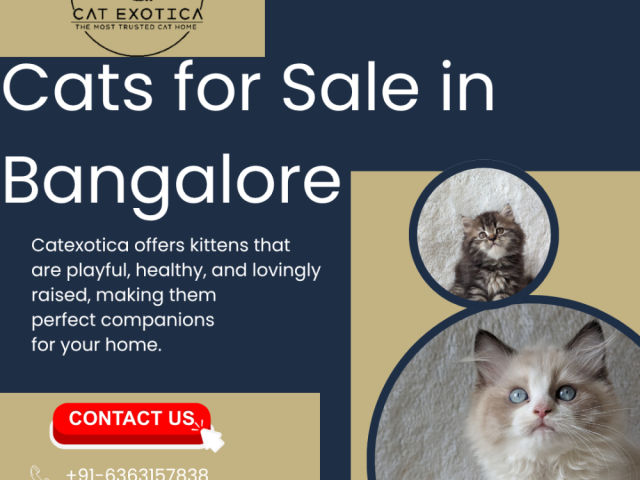 cat-in-bangalore-catexotica
