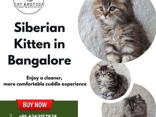 siberian-kittens-for-sale-in-bangalore-catexotica