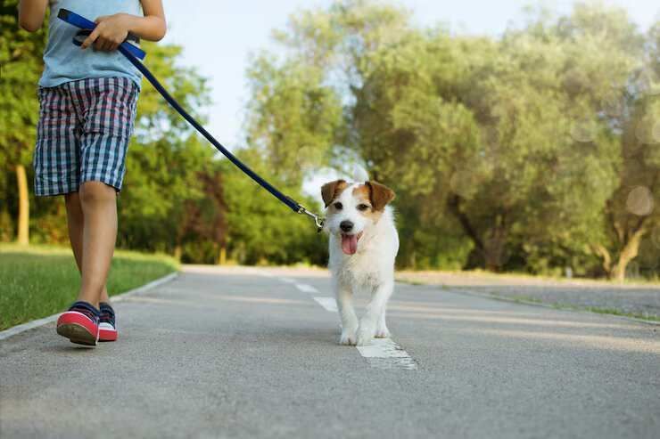 dog-walking-services-in-faridabad-big-0