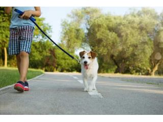 dog-walking-services-in-faridabad-small-0