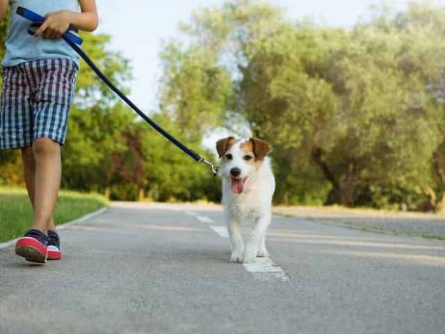 dog-walking-services-in-faridabad