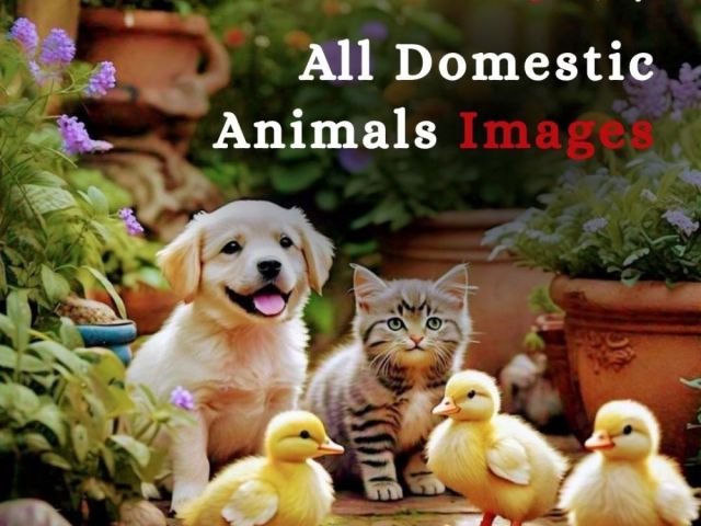 all-domestic-animals-images-by-fotolobby