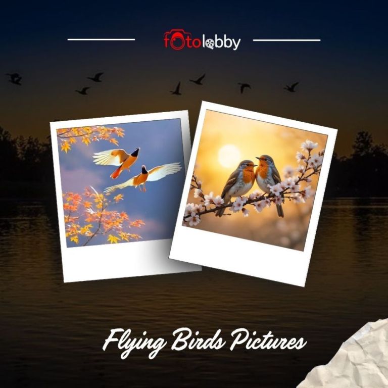 flying-birds-pictures-by-fotolobby-big-0
