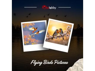 flying-birds-pictures-by-fotolobby-small-0