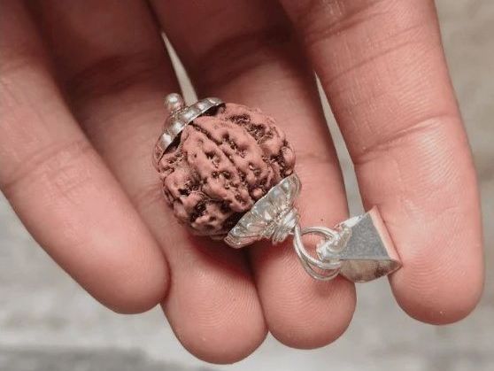 shop-7-mukhi-rudraksha-original-at-rudraksha-hart-today