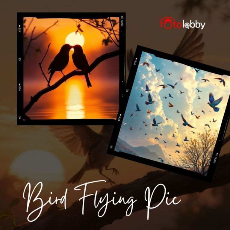 bird-flying-pic-by-fotolobby-big-0