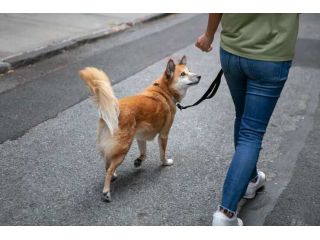 dog-walking-services-in-ghaziabad-small-0