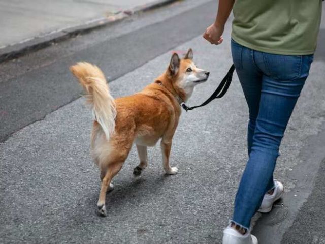 dog-walking-services-in-ghaziabad