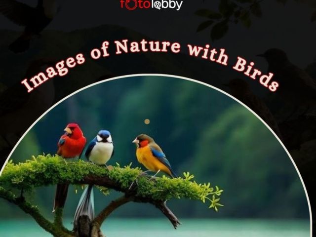 images-of-nature-with-birds-by-fotolobby