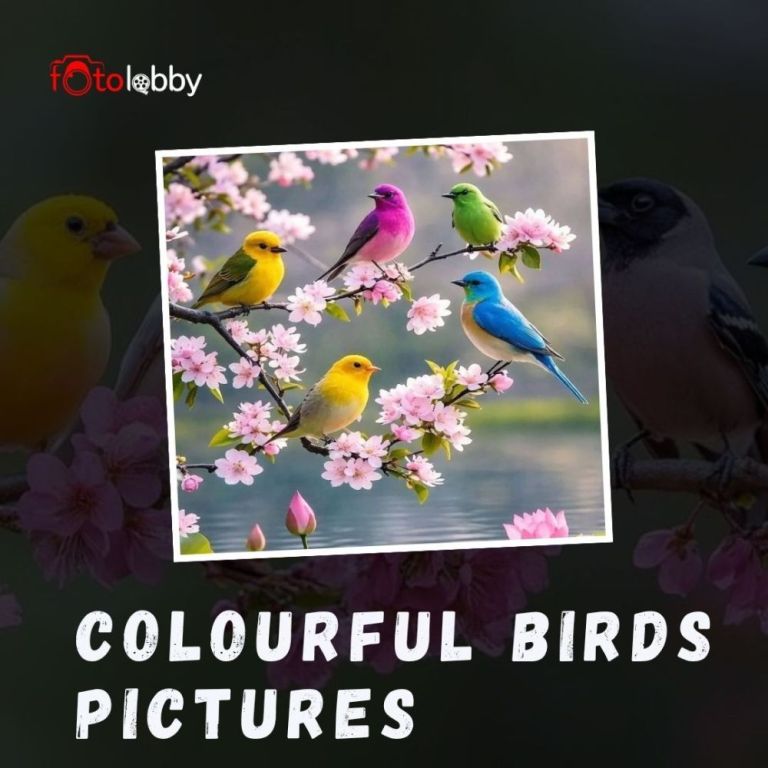 colourful-birds-pictures-by-fotolobby-big-0