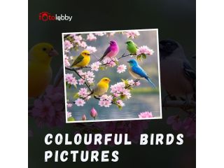 colourful-birds-pictures-by-fotolobby-small-0