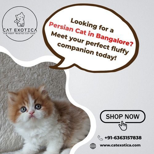 premium-persian-cat-in-bangalore-big-0