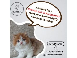 premium-persian-cat-in-bangalore-small-0