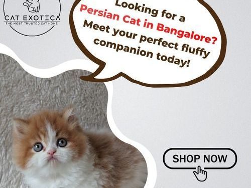 premium-persian-cat-in-bangalore