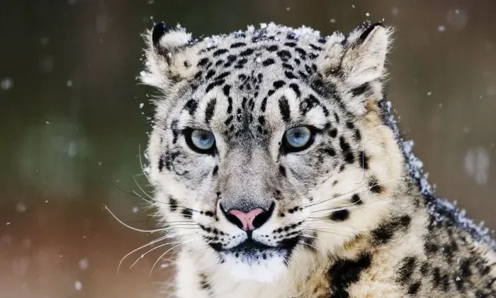 book-spiti-valley-snow-leopard-tours-in-himalayas-big-0