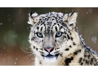 book-spiti-valley-snow-leopard-tours-in-himalayas-small-0