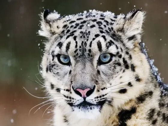 book-spiti-valley-snow-leopard-tours-in-himalayas
