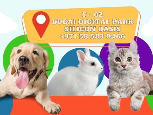 pets-for-free-adoption-in-dubai-find-loving-companions-today