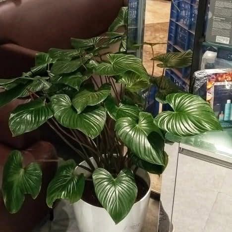 plants-on-rent-in-mumbai-for-modern-workspaces-greenlands-big-0