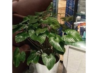 plants-on-rent-in-mumbai-for-modern-workspaces-greenlands-small-0