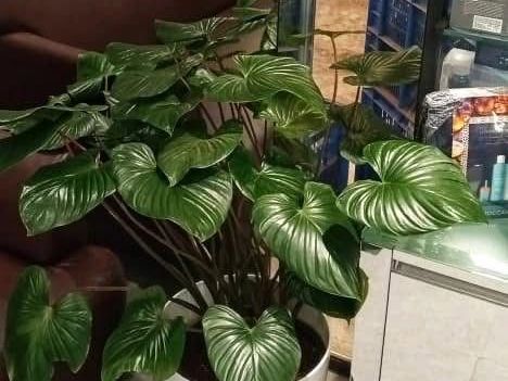 plants-on-rent-in-mumbai-for-modern-workspaces-greenlands