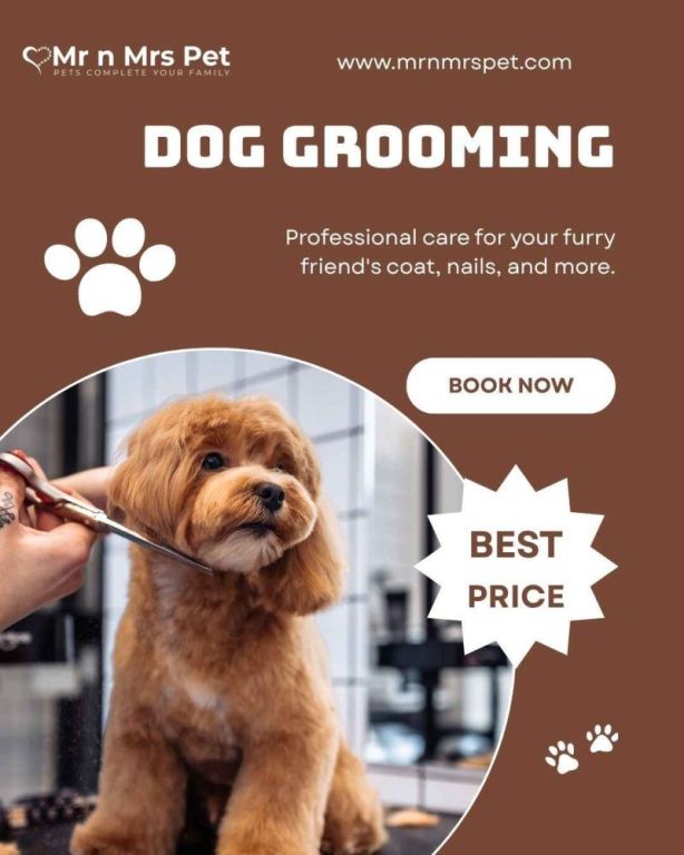 pet-grooming-service-at-home-in-amritsar-big-0