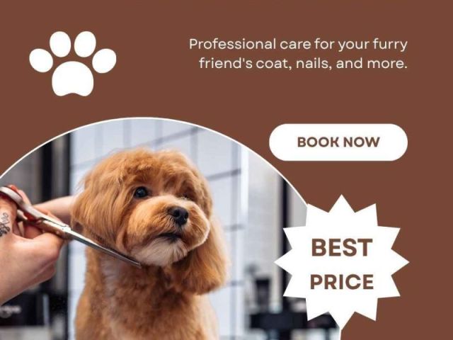 pet-grooming-service-at-home-in-amritsar