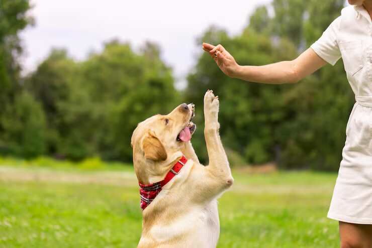 dog-trainer-in-ghaziabad-big-0