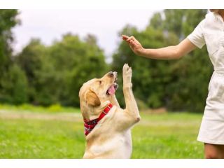 dog-trainer-in-ghaziabad-small-0
