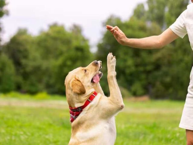 dog-trainer-in-ghaziabad