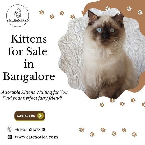 kittens-for-sale-in-bangalore-catexotica-big-0