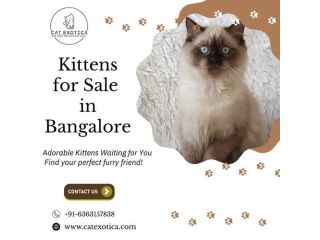 kittens-for-sale-in-bangalore-catexotica-small-0