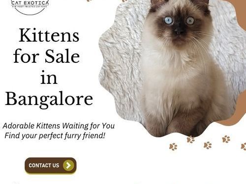 kittens-for-sale-in-bangalore-catexotica