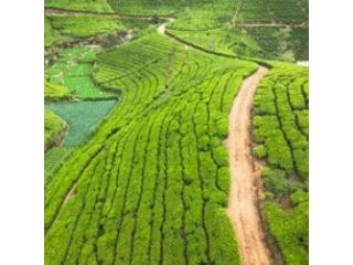 exclusive-srilanka-package-tour-from-kolkata-small-1