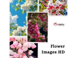 flower-images-hd-by-photolobby-small-0