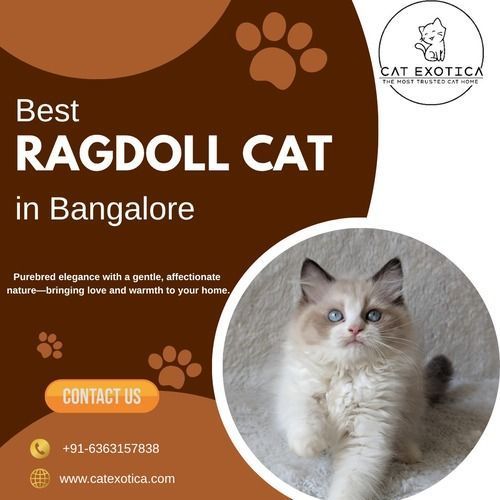 best-ragdoll-cat-in-bangalore-catexotica-big-0
