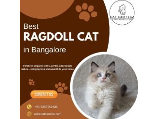 best-ragdoll-cat-in-bangalore-catexotica-small-0