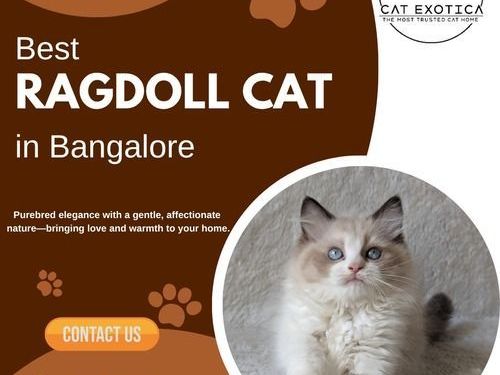 best-ragdoll-cat-in-bangalore-catexotica